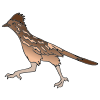 Roadrunner Picture