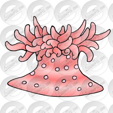 Sea Anemone