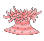 Sea Anemone