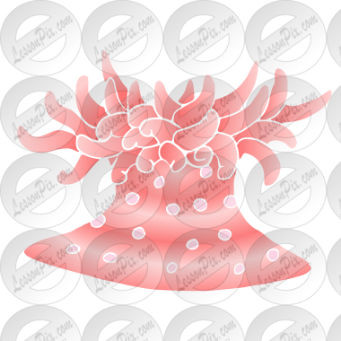 Sea Anemone