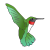 Hummingbird Picture