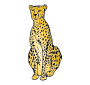 Cheetah