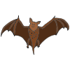 Bat Picture