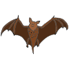 bats Picture