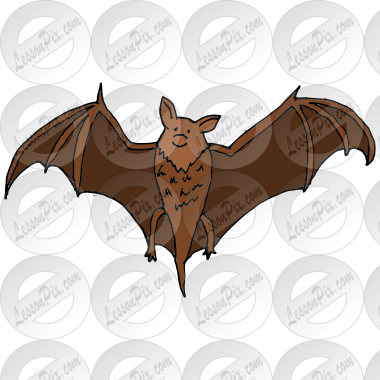 Bat Picture