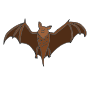 Bat Picture