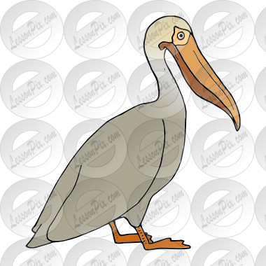 Pelican