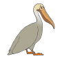 Pelican Picture