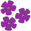 Violets