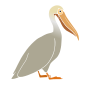 Pelican