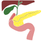 Pancreas Stencil