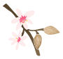 Almonds