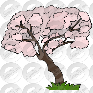 Almond Tree