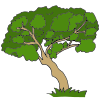 Fig Tree