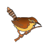wren