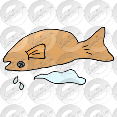 Dead Fish  Picture