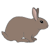 Rabbit Picture