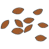 Seeds Picture