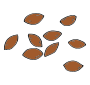 Seeds Picture