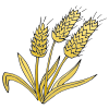 Wheat Picture