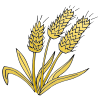 wheat Picture