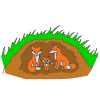 A+fox+hides. Picture