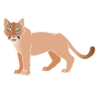 Mountain Lion