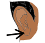 Earlobe Picture