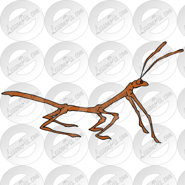 Stick Bug