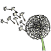 Dandelion Picture