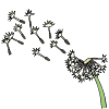 Dandelion