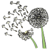 Dandelions