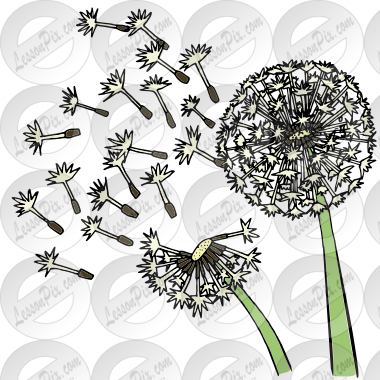 Dandelions