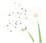 Dandelions