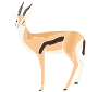 Gazelle