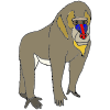 Baboon Picture