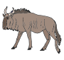 Wildebeast