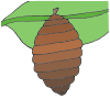 Cocoon