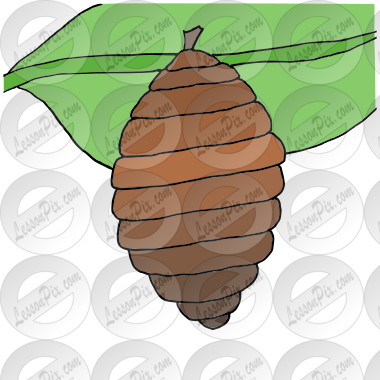Cocoon