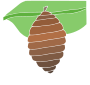Cocoon