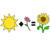 Sunflower Picture