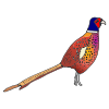 Pheasant