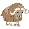 Musk Ox Picture