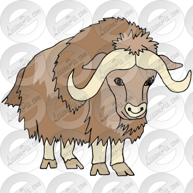 Musk Ox Picture