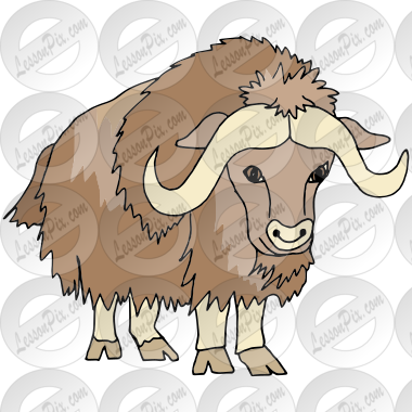 Musk Ox