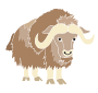 Musk Ox