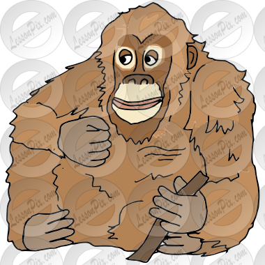 Orangutan