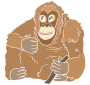 Orangutan