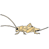 Cricket