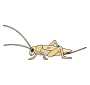 Cricket